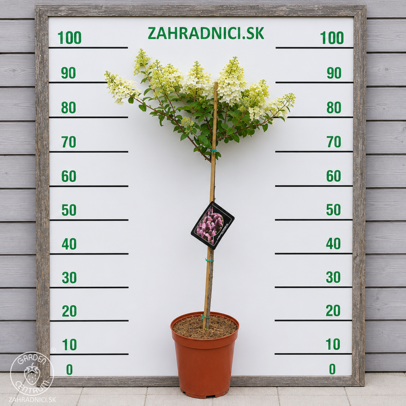 Obrázok Hortenzia metlinatá (Hydrangea paniculata) ´SUNDAE FRAISE´® - výška 80-100 cm, kont. C5L/C7,5L - NA KMIENKU